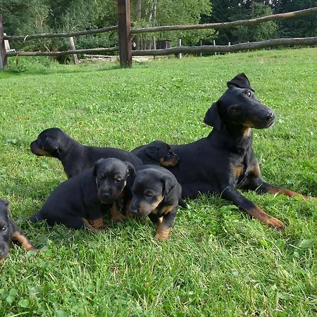 Penzión pre hostí Penzion-ranc U Trapera 2*